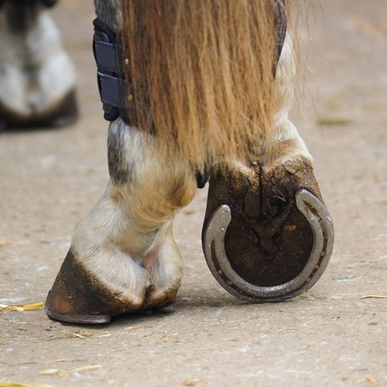 Fjorten sunde, tidligere barfodede heste brugt i undersøgelsen (Foto: Getty Images)