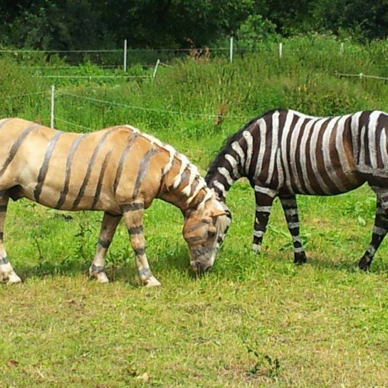 Zebra-feber